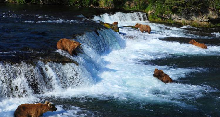 Inside Passage, Bears & Aleutian Islands | Southbound (MS Roald Amundsen) - Hurtigruten 7