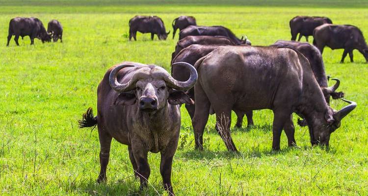 Join Us on the Ultimate 7-Day Serengeti Safari with Thrilling Hot Air Balloon Experience. - Africa Natural Tours 2