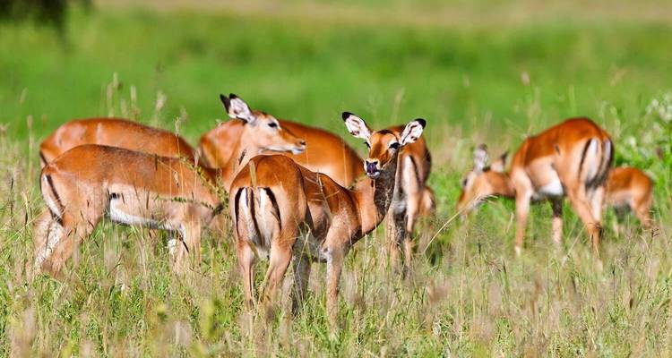 Join Us on the Ultimate 7-Day Serengeti Safari with Thrilling Hot Air Balloon Experience. - Africa Natural Tours 3