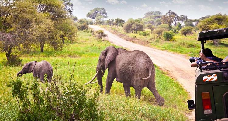 Join Us on the Ultimate 7-Day Serengeti Safari with Thrilling Hot Air Balloon Experience. - Africa Natural Tours 4