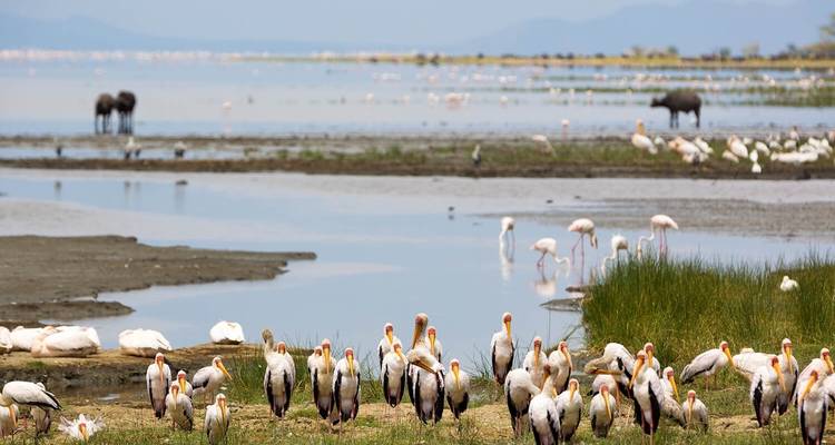 Join Us on the Ultimate 7-Day Serengeti Safari with Thrilling Hot Air Balloon Experience. - Africa Natural Tours 6
