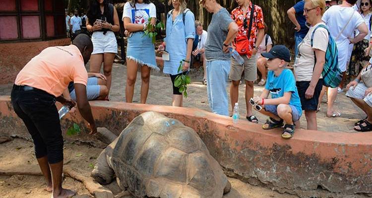 Gruppe von Touristen um eine große Schildkröte