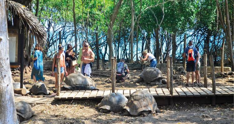 Mehrere Touristen gehen zwischen großen Schildkröten umher