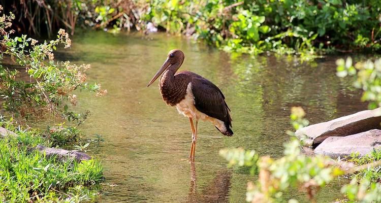 L'aventure ultime : 8 jours de safari en Tanzanie et visite de la plage de Zanzibar - à un prix abordable. - Africa Natural Tours 4