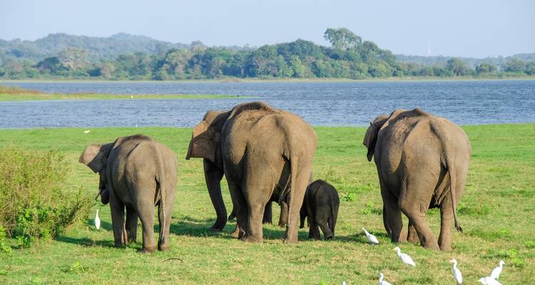 12 jours Sri Lanka : Splendeurs du Sri Lanka (programme privé) - Oasis Travel 4
