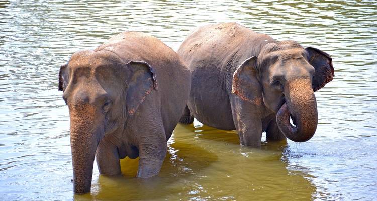 Sri Lanka: World Heritage and Beach Vacation in Passikudah - 14 days - Oasis Travel 1