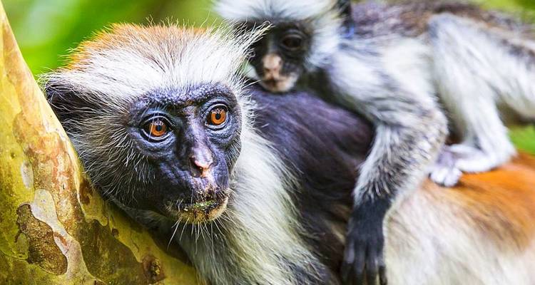 Mère singe avec son bébé sur le dos dans une forêt.