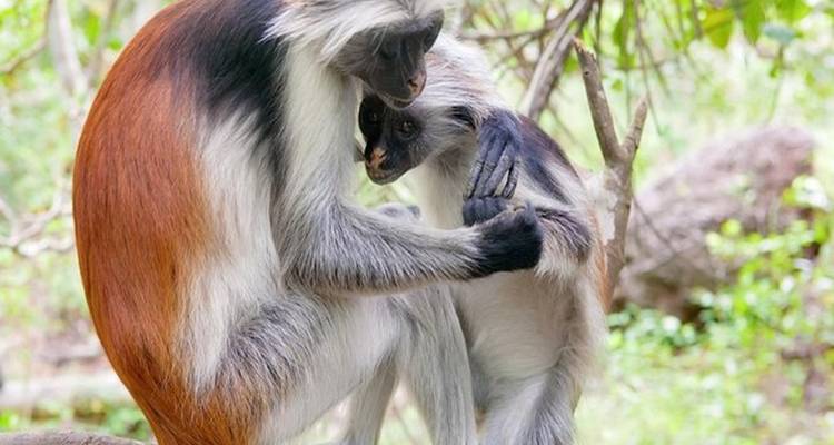 Deux singes adoptant un comportement social dans une forêt.