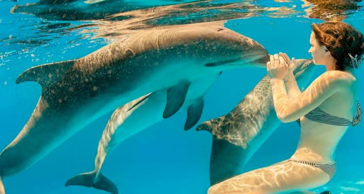 Personne faisant de la plongée avec tuba avec des dauphins dans une eau claire.