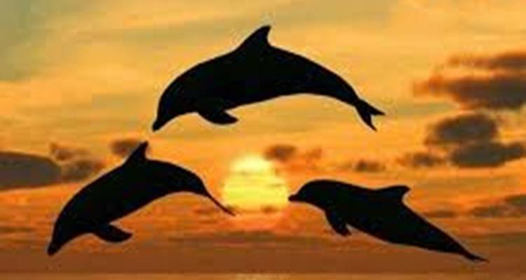 Silhouette de dauphins sautant contre un coucher de soleil.