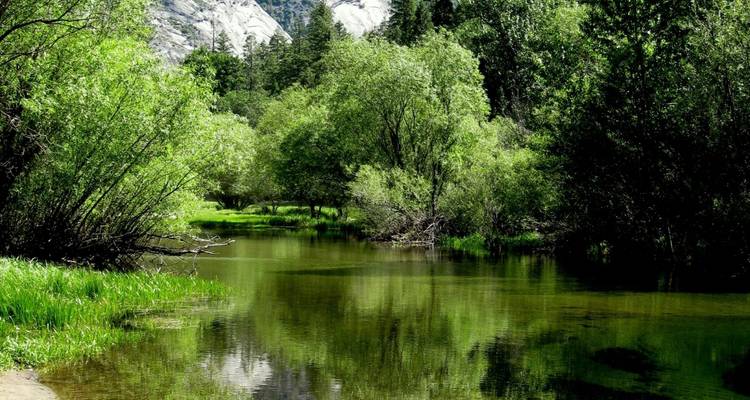 Scène tranquille d'une forêt se reflétant dans une rivière.