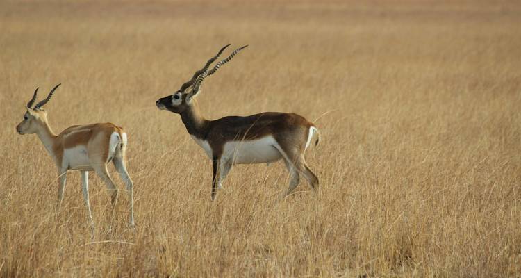 Blackbuck National Park Tour with Ahmedabad - Alkof Holidays 4