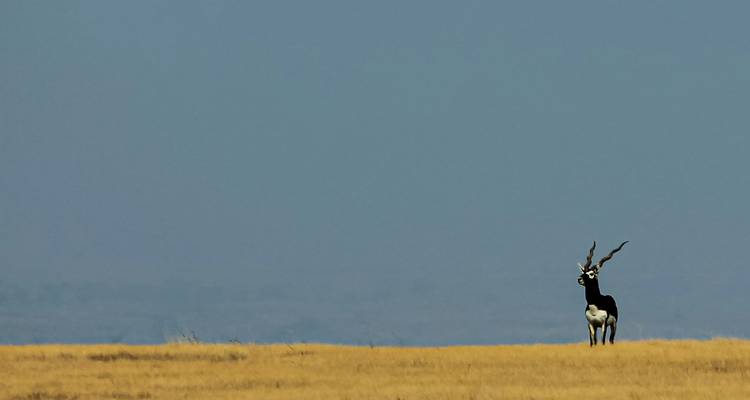 Blackbuck National Park Tour with Ahmedabad - Alkof Holidays 5