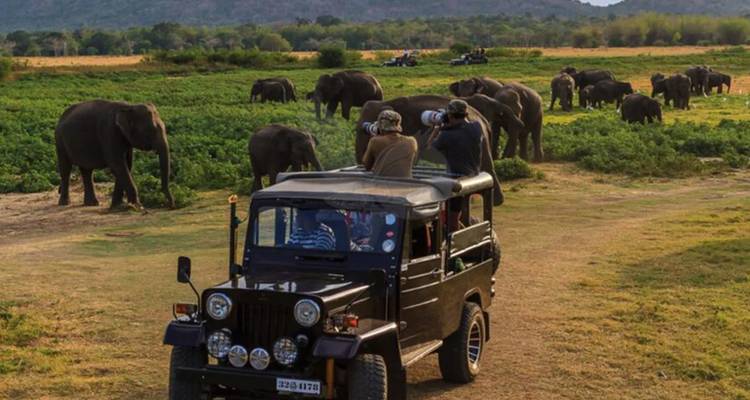 Safari scene with a jeep and a group of elephants in a grassland.