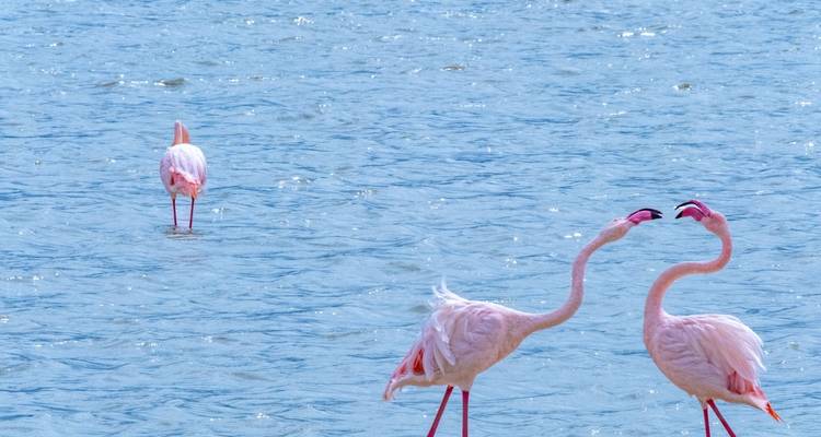 10 días - Safari por la naturaleza y vacaciones en la playa de Zanzíbar - Wonders of Creation Tours and Safaris 1