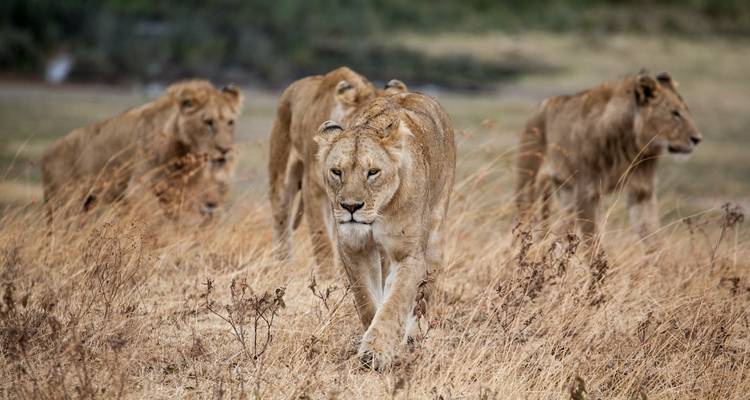 10 días - Safari por la naturaleza y vacaciones en la playa de Zanzíbar - Wonders of Creation Tours and Safaris 2