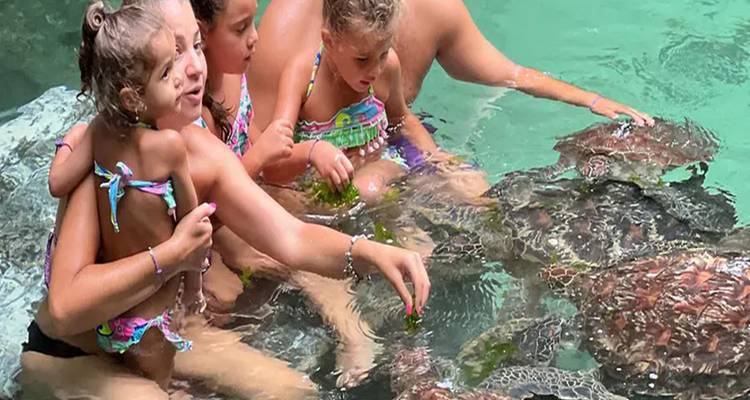 Familie interagiert mit Schildkröten im Wasser, Sansibar.