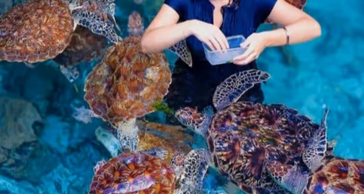 Frau füttert Schildkröten in einem Becken, Sansibar.