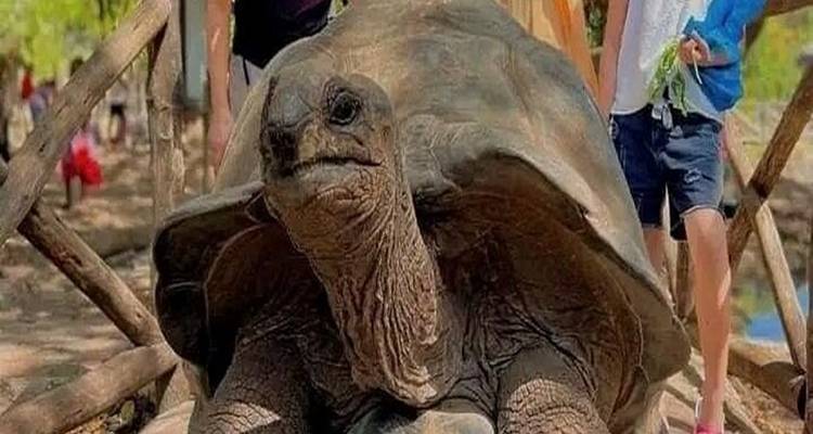 Kinder posieren mit einer Riesenschildkröte.