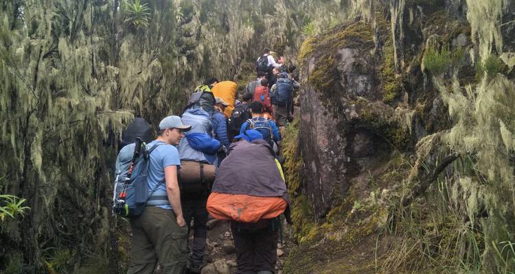 Subida al Kilimanjaro ruta Machame 8 días - Zara Tours (Zara Tanzania Adventures) 8