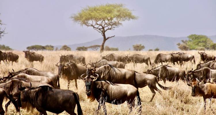 8 jours : Safari de migration des gnous du Serengeti - traversée de la rivière Mara - Wonders of Creation Tours and Safaris 2
