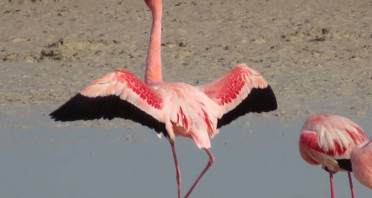11 JOURS - CIRCUIT TERRESTRE EN NAMIBIE / HÉBERGEMENT - Drifters Adventure Tours 4