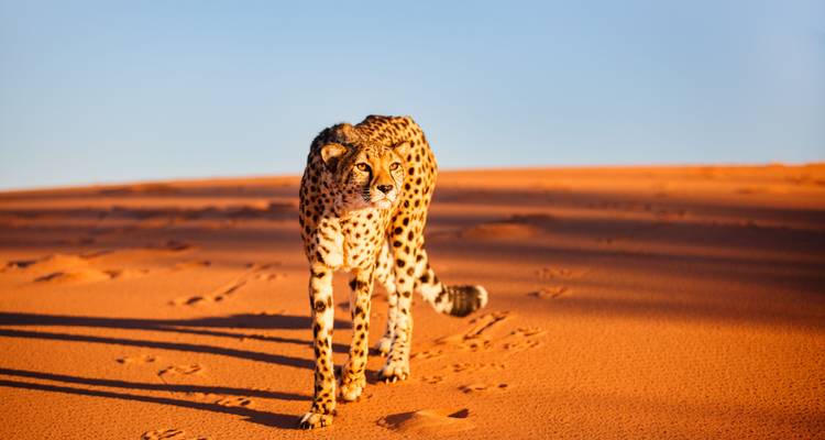 Guépard marchant sur une dune de sable rouge avec un ciel bleu clair.