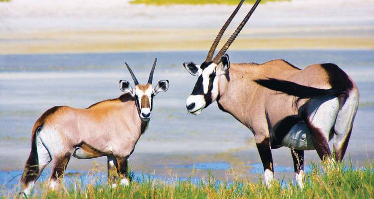 Deux oryx debout dans une plaine herbeuse sous un ciel dégagé.