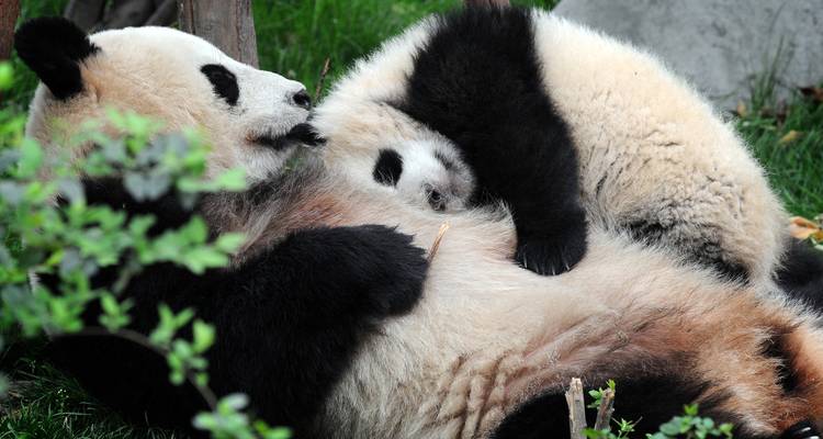 Shanghai to Chengdu Panda-monium - 11 days - On The Go Tours 10