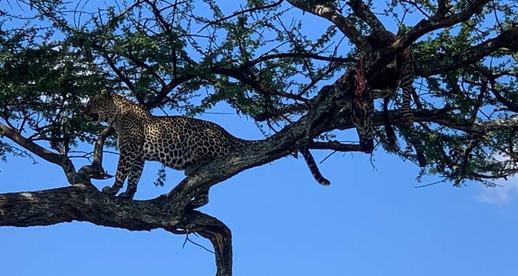 Luipaard balanceert op een acacia-tak tegen een helder blauwe Afrikaanse lucht.