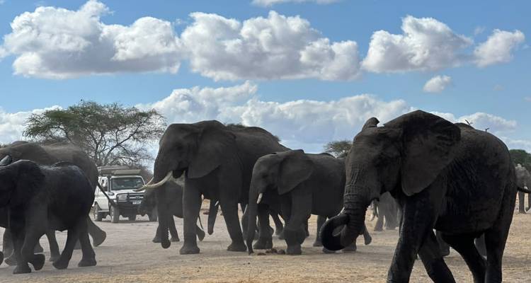Een kudde Afrikaanse olifanten steekt een stoffige savanne over terwijl een safariauto toekijkt onder een stralend blauwe hemel met wollige wolken.
