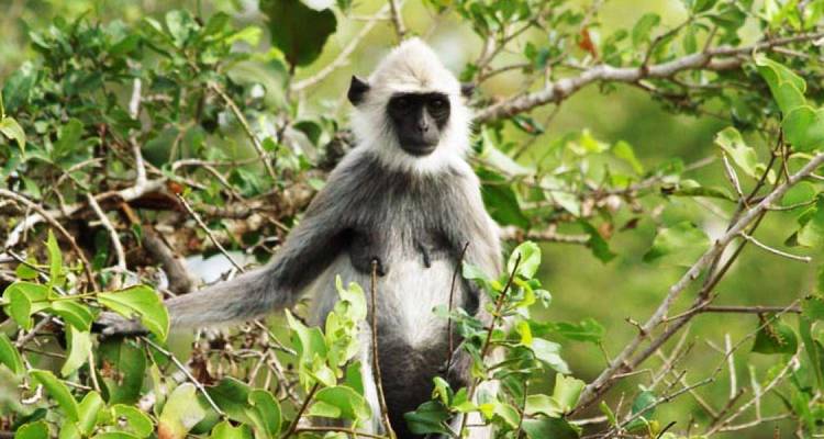 Affe hockt auf einem Ast im üppigen Laub