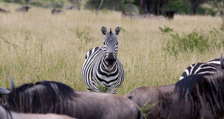 Safari en saison de mise bas et de migration des gnous à Ndutu - 5 jours - Wonders of Creation Tours and Safaris 3