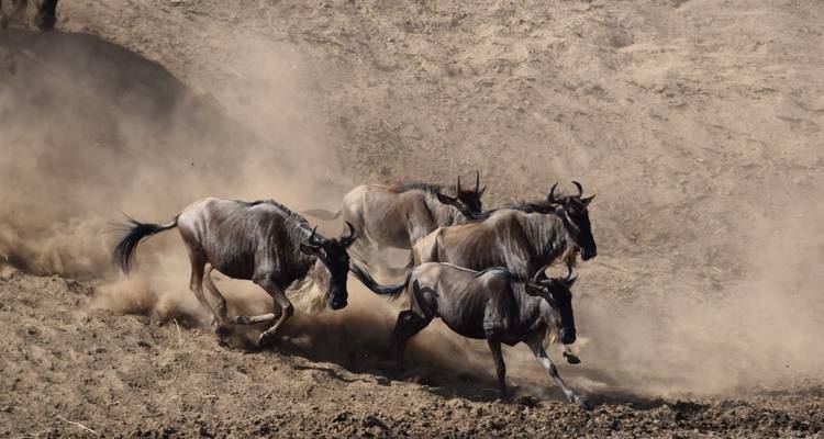 Safari en saison de mise bas et de migration des gnous à Ndutu - 5 jours - Wonders of Creation Tours and Safaris 7