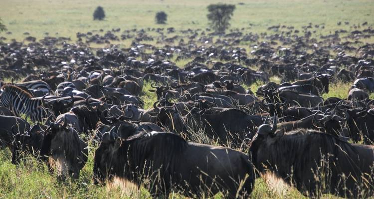 Massive herd of wildebeest in the grasslands.
