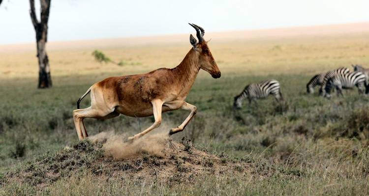 4 Días - El Mejor Safari del Circuito Norte - Wonders of Creation Tours and Safaris 1