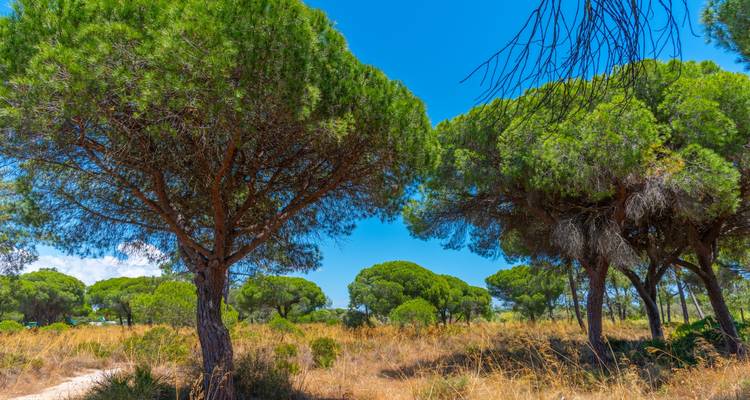 Zonnebeschenen mediterrane pijnbomen rijzen uit op over gouden graslanden onder een levendige zomerse lucht.
