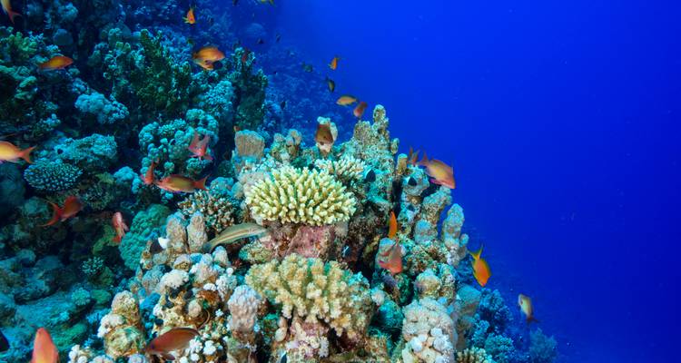 Kleurrijke koralen en vissen onder water.