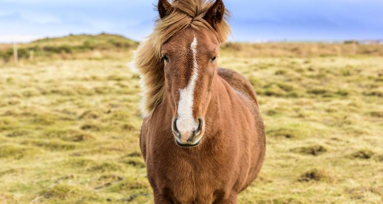 Iceland In-Depth - SKR Reisen 3