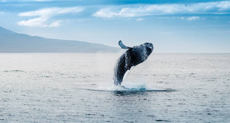 Islandia: Impresiones en invierno - SKR Reisen 4