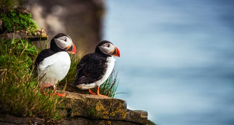 Two puffins perched on a grassy cliff.