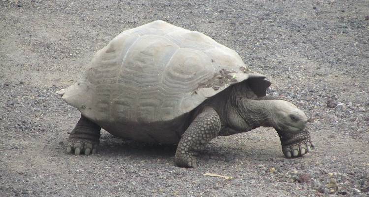 Lo mejor de Galápagos en 6 días - Responsible Travel South America 3