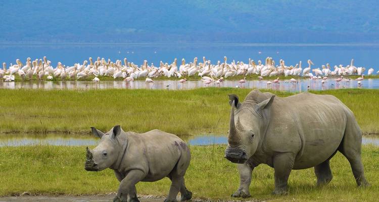 10 días de Circuito de Safari Clásico por Kenia en un Jeep 4x4 Land Cruiser - Gracepatt Ecotours Kenya 4