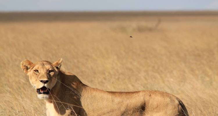 2 días - safaris cortos por Tanzania - Wonders of Creation Tours and Safaris 3
