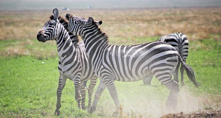 2 días - safaris cortos por Tanzania - Wonders of Creation Tours and Safaris 7