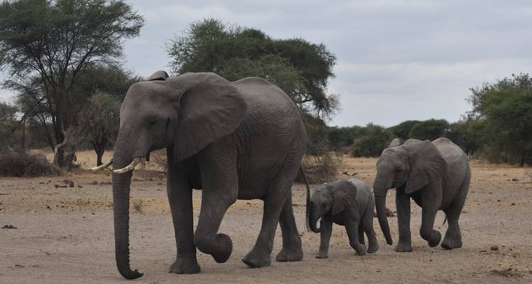 2 días - safari corto al Parque Nacional de Mikumi - Wonders of Creation Tours and Safaris 9