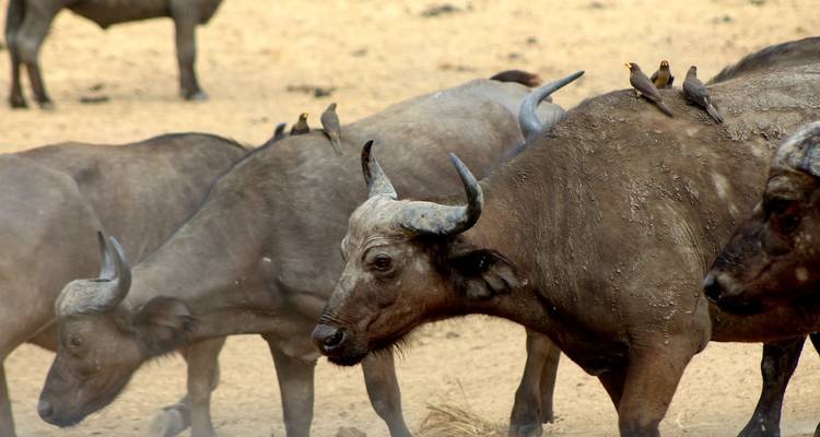 2 días - safari corto al Parque Nacional de Mikumi - Wonders of Creation Tours and Safaris 3