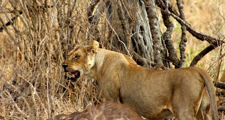2 días - safari corto al Parque Nacional de Mikumi - Wonders of Creation Tours and Safaris 8