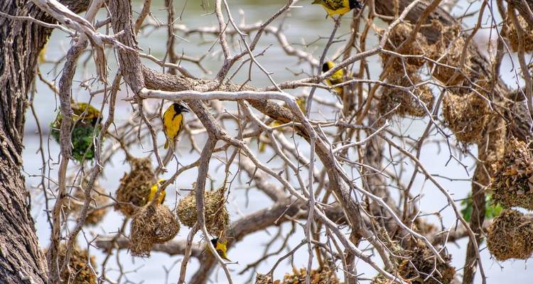 3 Days – Nyerere National Park Safari - Wonders of Creation Tours and Safaris 9