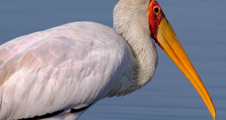 3 Days – Nyerere National Park Safari - Wonders of Creation Tours and Safaris 8
